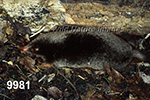 Parascalops breweri, Hairy-tailed Mole